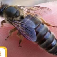 中蜂蜂王开产王种王新产卵王阿坝蜂王中华黑王土蜂活体 广东本地土蜂处女王(自然出台)