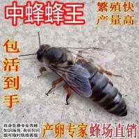 中蜂蜂王开产王种王强群爆产阿坝王土蜂蜂王黑蜂蜂王蜂场直销 .