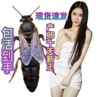 中蜂开产王种王阿坝王强群爆产土蜂黑蜂杂交仓王品种蜂场直销 .