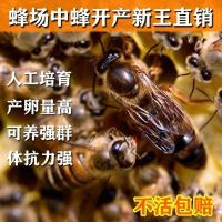 中蜂蜂王种高产黑王阿坝优质开产新王产卵双色杂交活体蜜蜂处女王 精选阿坝处女王