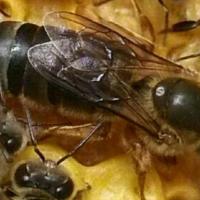 中蜂王活体中蜂种王新高产蜂王双色中蜂良种蜂王阿坝杂交开产王 随机大台处女王