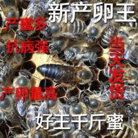 中蜂王种王开产王优质王活体双色产卵王阿坝土蜂王新产子王产卵强 阿坝新开产王