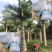 手套橡胶乳胶手套劳保耐磨工作橡胶防护丁腈乳胶手套批发防护手套 [正品]大哥大姐蓝色丁青 卍一次性手套[1双]剥虾专用