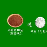 手搓冰粉籽籽正宗四川冰粉籽手工气泡冰粉原料商用批发野生冰粉籽 100g(体验装送石灰)