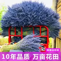 薰衣草干花束真花客厅装饰摆件花束小清新礼物安神助眠干花新花 英国蓝花束50g(80支)