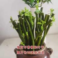 水培植物鲜枝活龙柳 客厅卧室桌摆落地易成活家居软装四季绿植[11月20日发完] 50cm扦插枝条10支(可土培)