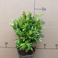 长青树(万年青)四季长青原盆原土发货阳台庭院地栽盆栽绿植盆景 三年苗