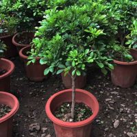 米兰花盆栽浓香型室内花卉绿植大四季开花独杆带花苞盆景净化空气 独杆米兰50高左右