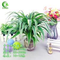大金边吊兰盆栽室内阳台好养花卉垂吊植物吸除甲醛办公室水培绿植 中号(高22-30CM) 不带盆