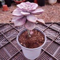 云南睿蕊园艺多肉绿植盆栽露养老桩吸财树 法师万圣节基地直发 单头紫乐