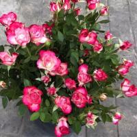 微型阳台系列月季花苗耐热丰花重瓣多头四季开花庭院欧月玫瑰盆栽 白底红边阳台中苗