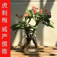 水养沙漠玫瑰水培植物绿植盆栽盆景室内好养花卉富贵竹发财树绿箩 虎刺梅2株 不含盆
