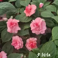 非洲重瓣凤仙四季开花水梅花 盆栽 夕阳红 13cm盆