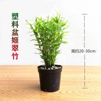 米竹盆栽植物室内微景观米竹苗姬翠竹子凤尾竹观音竹客厅米竹盆景 [姬翠竹-塑料盆*1盆]栽好发货
