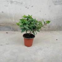 法国香水藤盆栽耐寒浓香易活室内外香水茉莉花苗花卉庭院爬藤植物 香水藤[体验款]3棵/当年开花 关注店铺[送生根粉+复合肥