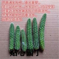 室内仙人指盆栽 白檀毛毛虫 多肉植物 会开花的仙人掌 防辐射桌面 白檀扦插苗6颗无根[不包成活] 不含盆
