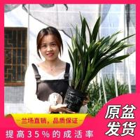 [整盆连体苗原盆原土发货]高贵兰花苗浓香型室内花卉耐寒好养活 精品墨兰6-7苗[整盆发货]送肥