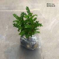 驱蚊草清香木蒲荷四季常青室内盆栽除甲醛净化空气驱虫植物 清香木二年小苗+原士无盆