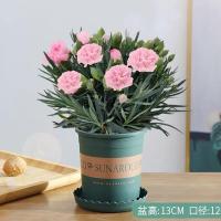 康乃馨盆栽带花苞室内阳台观花植物好养易活母亲节礼物一年四季开 粉色 原盆原土
