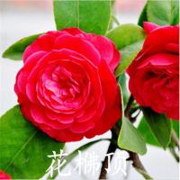 茶花树苗盆栽浓香型茶花烈香香妃四季开花多色盆栽室内外花卉绿植 花佛顶 2年苗小苗[明年开花]