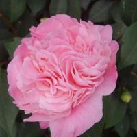 山茶花四季开花五彩庭院室内外花卉盆景曼陀罗净化空气耐寒花苗 2年香妃茶花