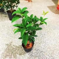 桂花树苗盆栽四季开花浓香型清香浓郁月桂金桂四季桂阳台庭院绿植 精品四季桂4年苗+送肥料 基地种植原盆原土
