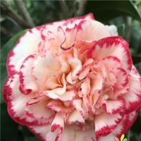 茶花树苗茶花苗盆栽室内外庭院花卉绿植香妃桂妃多色茶花盆景 黄冠 三年苗(当年不开花)