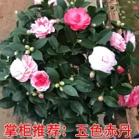 浓香重瓣山茶花五色赤丹香妃包成活盆栽室内树苗阳台庭院好养植物 五色赤丹(开多色) 1年苗[20厘米高无花苞]包成活