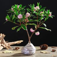 金边瑞香茶花盆栽九里香夜来香千里香睡香浓香型大苗盆景花苗 金边瑞香[4年苗分头多] 不含盆