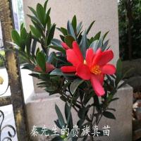 进口珍贵四季开花的四季茶 四季杜鹃红山茶花杜鹃茶花苗盆栽 很小1株就可开花,株型小而精致 不含盆