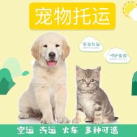宠物托运全国服务运输 空运汽运铁运 猫狗上门接送 安全有保险