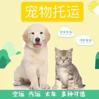 宠物托运全国服务运输 空运汽运铁运 猫狗上门接送 安全有保险