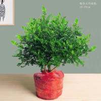 清香木盆栽花卉防蚊胡椒木四季常青室内阳台清香型庭院绿植小盆栽 5年清香型大苗原土发货(不含盆)