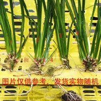 昌蒲附石菖蒲草龙根昌蒲水培水生盆栽绿植花卉庭院假山水陆缸造景 随机碎断龙根小苗拍3送一