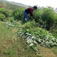500G野生艾叶 艾叶草 艾草 艾蒿叶靳艾泡脚泡澡驱蚊养生月子必用 500g