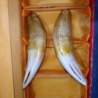高仿老虎牙吊坠 批发仿真大猫牙工艺品 骨粉合成仿真虎牙挂件 长宽厚95x26x20