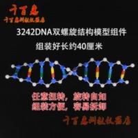 DNA双螺旋结构模型组件 高中生物分子模型 教学仪器 实验器材 DNA双螺旋结构模型组件 高中生物分子模型 教学仪器 实
