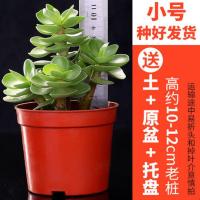 带盆带土金钱木老桩多肉植物发财树花卉肉肉植物绿植盆栽室内好养 金钱木小号高10-12cm塑料盆//