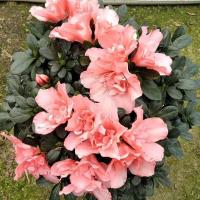 杜鹃花盆栽老桩带花苞花卉花苗四季开花易活木本花卉室内绿植盆栽 樱桃红 冠幅25-30