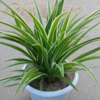 金边吊兰盆栽除甲醛室内除味办公室内净化空气植物花卉金心吊篮 金边吊兰1盆 不含盆