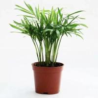 袖珍椰子盆栽净化空气桌面小绿植美观吸甲醛客厅散尾葵阳台好养活 (精品)袖珍椰子原土原盆