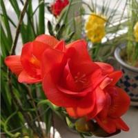 [买就送六]重瓣香雪兰阳台花不怕冻的花庭院土培四季易种植花卉 m1正品-红 优惠5颗小球(包开花)