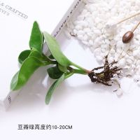 吸烟鬼花豆瓣绿青叶碧玉室内盆栽水培绿箩盆栽花卉绿植吸甲醛植物 豆瓣[一棵幼苗不包活]不建议