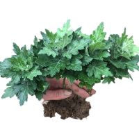 带花苞荷兰菊花苗四季开花菊花盆栽室内外阳台绿植花卉乒乓菊秋菊 菊花小苗4棵颜色随机不带花包