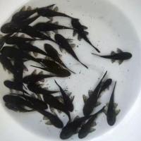 清道夫鱼活体淡水冷水鱼草缸鱼缸清洁工专吃鱼屎藻类垃圾残余饲料 5-6cm黑清道夫3条