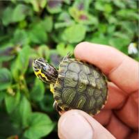 深水黄耳龟乌龟活物冷水乌龟长寿龟家养宠物观赏小乌龟招财小乌龟 3-4厘米一只送龟粮 黄耳龟