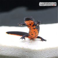 清道夫鱼苗冷水淡水火龙清洁工好养的鱼耐活蝾螈恐龙小型混养娃娃 小宠清道夫3-5cm2只