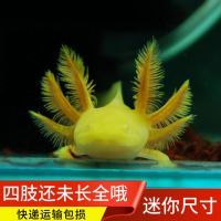 六角恐龙鱼清道夫鱼清洁鱼吃鱼粪垃圾清洁工好养鱼金鱼观赏鱼活体 清道六角黄3-7cm1只+6豪礼