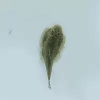 冷水鱼双吸盘鳅琵琶清道夫吸鳅原生观赏鱼小提琴爬岩鳅除藻鱼活体 琵琶鱼2条装(3厘米左右)