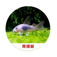 清道夫活体清洁鱼底栖鱼垃圾鱼水族箱中大型观赏鱼热带鱼活体 青铜鼠1.5-2厘米 3条